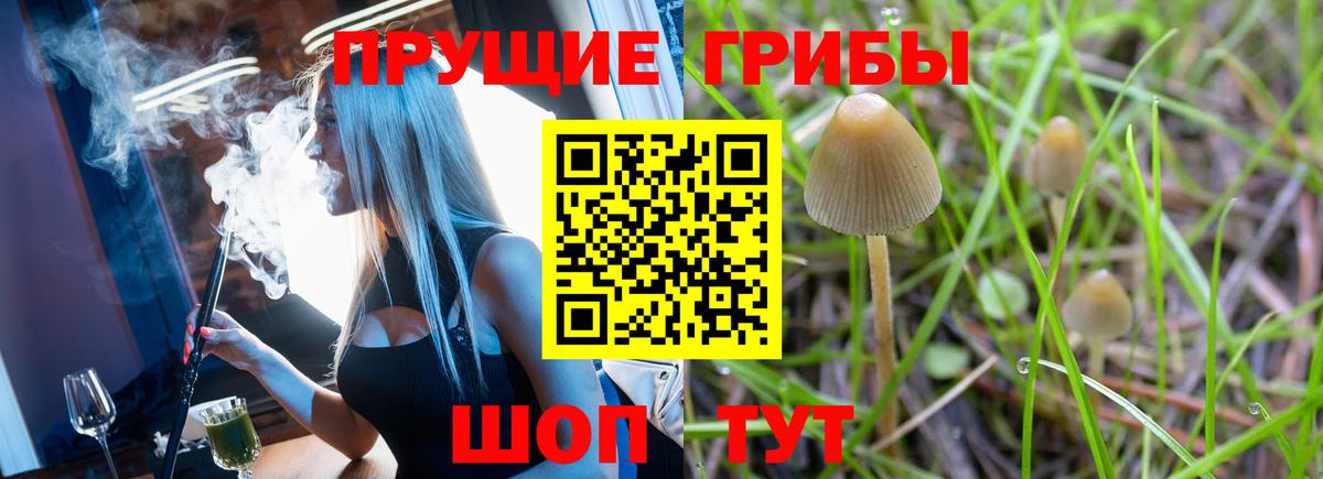 Галлюциногенные грибы Psilocybe  Вход с VPN  Псилоцибиновые грибы Psilocybe  Искитим 